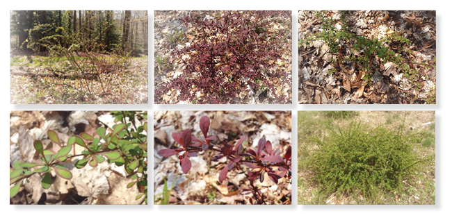 Various views of barberry to aid in spotting it on your property.